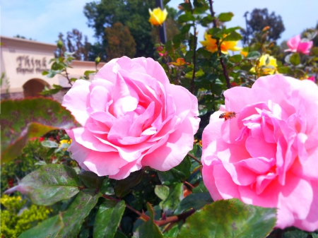 mis flores - flowers, bee, rosas, pink, flores, animals