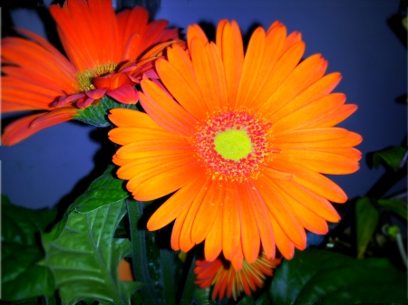 naranja - beautiful, flowers, orange, nature, daisy