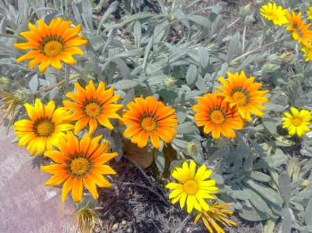 my garden - flowers, yellow, beautiful, garden, bonitas, flores