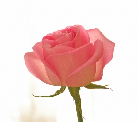 Pink rose - white, summer, rose, pink, single