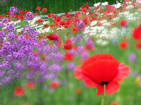 Summer blast - purple, summer, poppies, flower, poppy