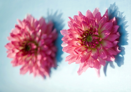 Dahlia delight - flower, pink, dahlia, summer