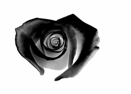 Rose gone black - white, rose, black, heart