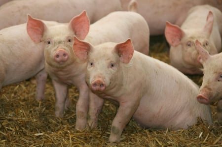 Cute pigs - pig, farm, pigs, domestic