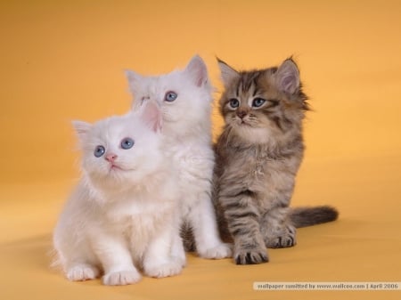 persian kittens - kittens, cats, babies, cute, persian