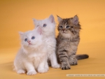 persian kittens