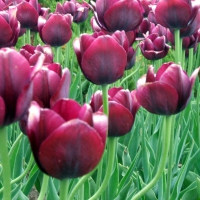 deep red tulips