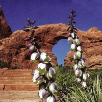 Arches National Park 2