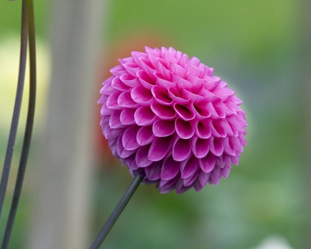 Flower - leaf, flower, tree, nature