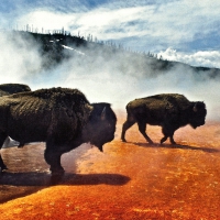 Buffalo in Yellowstone National Park 2