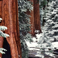 Kings Canyon National Park 1