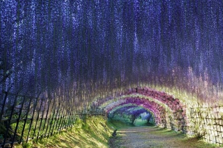 Wisteria tunnel - tunnel, Wisteria, blue, tree