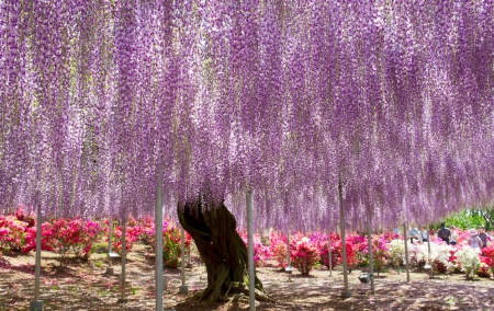 Purple rain - purple, tree, wisteria, wonderful