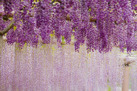 Wisteria rain - purple, rain, wisteria, violet, flower