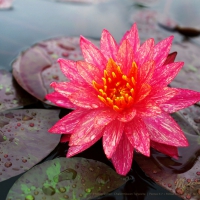 Water lily