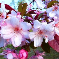 Spring. (flores crateagus)