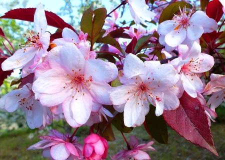 Spring. (flores crateagus) - flowers, spring, trees, nature