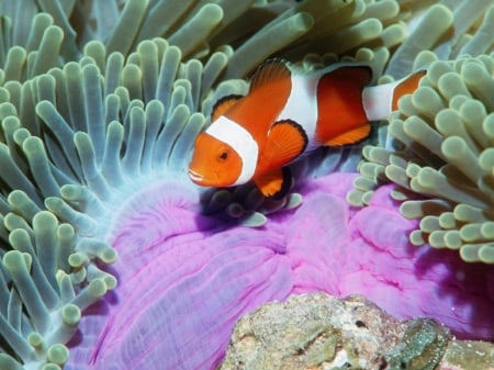 ~Clown Fish~ - fish, animal, clownfish, sea