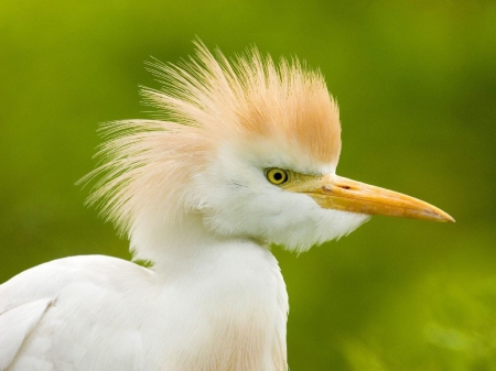 ~Cattle Egret~ - duck, white, egret, animal