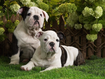 ~BFF~ - animal, bulldogs, bff, dog