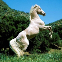 wild white stallion