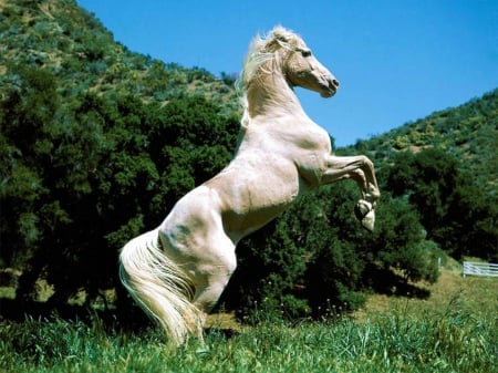 wild white stallion - stallion, white, horses, wild