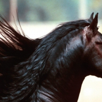 dark-brown-mustang-horse-with-beautiful-hair