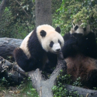 Giant-Panda-At-Chendgu-China