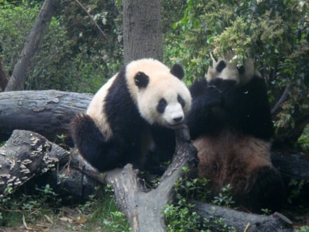 Giant-Panda-At-Chendgu-China - bears, china, giant, panda, chendgu