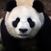 Giant Panda