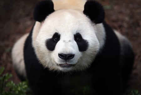 Giant Panda - panda, giant, china, bears