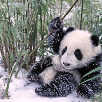 Panda In The Snow Playing