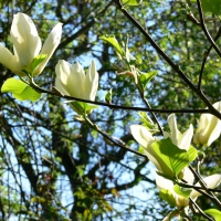 magnolia yellow fever