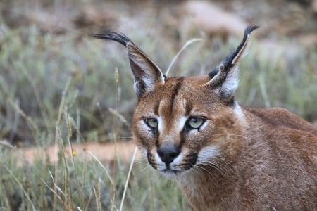 Caracal Ears...... - ears, caracal, cat, wild, big cat