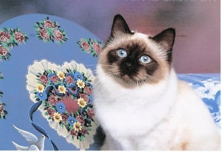 Birman seal point kitten - paws, box, cute, kitten, birman, blue