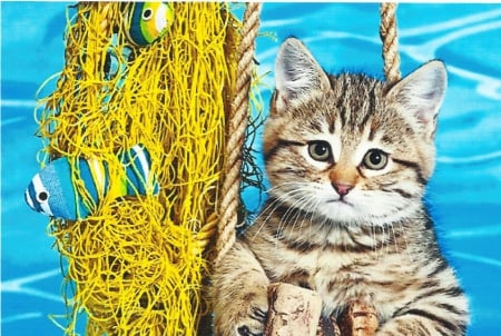 Kitten with a fishing net - paws, rope, fishing net, cute, kitten