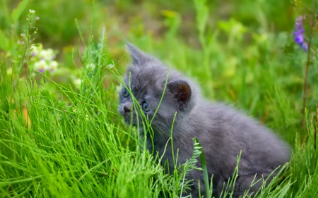 Cute cat - animals, cute, pet, cat, grass