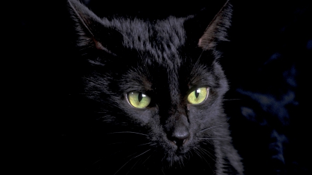 BLACK CAT - animal, pet, black, cat