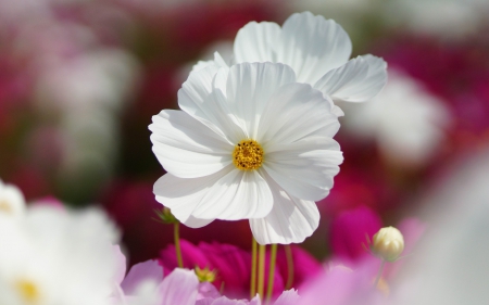 Flower - nature, leaf, tree, flower