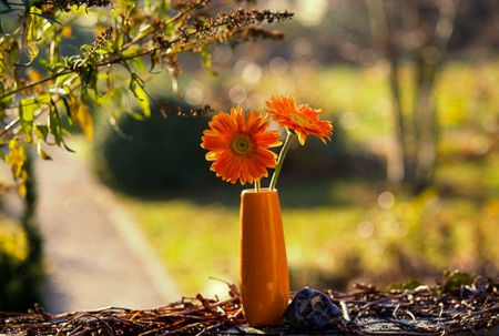 Flowers in Vase - nature, orange, flowers, garden, vase