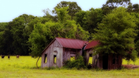 decrepit old barn in a pasture - cows, ruins, forest, pasture, barn