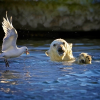 BEAR & SEAGULL