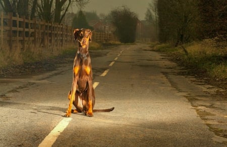 Waiting - Dogs, cute, Animals, Road