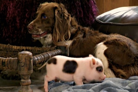 SHARING A ROOM - animals, dogs, pigs, pets, togetherness, puppies