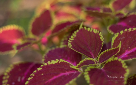 Red leaves - photography, HD, leaves, nature, autumn, red, red leaves, leaf, wallpaper