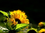 SMALL GORGEOUS SUNFLOWERS