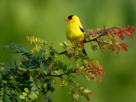 Cute yellow bird - greenery, pretty, bird, branch, yellow, summer, beautiful, lovely, sweet, leaves, nature, cute, nice