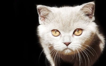 â™¥ - white, animal, cute, black, cat, yellow eyes