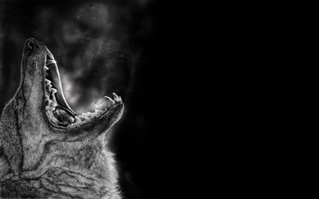 Fogbreath - wolfrunning, snow, dog, mythical, the pack, wisdom beautiful, grey wolf, timber, canis lupus, abstract, spirit, friendship, howling, grey, white, nature, arctic, wallpaper, majestic, wolf, canine, pack, wild animal black, wolf wallpaper, winter, wolf pack, quotes, howl, wolves, black, lobo, lone wolf, solitude