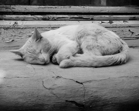 Dreaming - cat, animals, cute, sleeping